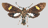  ( - MBe0140)  @11 [ ] © (2019) Unspecified Forest Zoology and Entomology (FZE) University of Freiburg