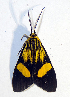  ( - MBe0200)  @11 [ ] © (2019) Unspecified Forest Zoology and Entomology (FZE) University of Freiburg
