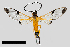  (Pseudosphex MBPP112 - MBe0241)  @11 [ ] © (2019) Unspecified Forest Zoology and Entomology (FZE) University of Freiburg