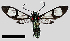 (Saurita MBPP206 - MBe0246)  @11 [ ] © (2019) Unspecified Forest Zoology and Entomology (FZE) University of Freiburg