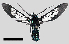  (Pseudosphenoptera cocho - MBe0258)  @11 [ ] © (2019) Unspecified Forest Zoology and Entomology (FZE) University of Freiburg