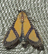  ( - MBe0270)  @12 [ ] © (2019) Unspecified Forest Zoology and Entomology (FZE) University of Freiburg