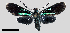  ( - MBe0317)  @11 [ ] © (2020) Unspecified Forest Zoology and Entomology (FZE) University of Freiburg