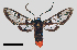  ( - MBe0357)  @11 [ ] © (2020) Unspecified Forest Zoology and Entomology (FZE) University of Freiburg