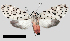  ( - MBe0334)  @11 [ ] © (2020) Unspecified Forest Zoology and Entomology (FZE) University of Freiburg