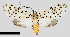  ( - MBe0335)  @11 [ ] © (2020) Unspecified Forest Zoology and Entomology (FZE) University of Freiburg