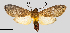  (Elysius cf. disciplaga - MBe0329)  @11 [ ] © (2020) Unspecified Forest Zoology and Entomology (FZE) University of Freiburg