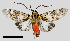  ( - MBe0375)  @11 [ ] © (2020) Unspecified Forest Zoology and Entomology (FZE) University of Freiburg