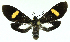  ( - MBe0412)  @11 [ ] © (2021) Unspecified Forest Zoology and Entomology (FZE) University of Freiburg