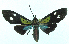  ( - MBe0447)  @11 [ ] © (2021) Unspecified Forest Zoology and Entomology (FZE) University of Freiburg