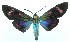  ( - MBe0454)  @11 [ ] © (2021) Unspecified Forest Zoology and Entomology (FZE) University of Freiburg