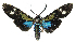  ( - MBe0456)  @11 [ ] © (2021) Unspecified Forest Zoology and Entomology (FZE) University of Freiburg