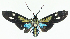  ( - MBe0457)  @11 [ ] © (2021) Unspecified Forest Zoology and Entomology (FZE) University of Freiburg