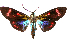 ( - MBe0461)  @11 [ ] © (2021) Unspecified Forest Zoology and Entomology (FZE) University of Freiburg