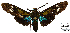  ( - MBe0462)  @11 [ ] © (2021) Unspecified Forest Zoology and Entomology (FZE) University of Freiburg