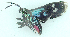  ( - MBe0468)  @11 [ ] © (2021) Unspecified Forest Zoology and Entomology (FZE) University of Freiburg