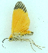  (Flammeus betzi - MBe0473)  @11 [ ] © (2021) Unspecified Forest Zoology and Entomology (FZE) University of Freiburg