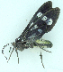  ( - MBe0474)  @11 [ ] © (2021) Unspecified Forest Zoology and Entomology (FZE) University of Freiburg