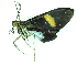  ( - MBe0484)  @11 [ ] © (2021) Unspecified Forest Zoology and Entomology (FZE) University of Freiburg