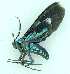  ( - MBe0486)  @11 [ ] © (2021) Unspecified Forest Zoology and Entomology (FZE) University of Freiburg