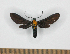  (Phoenicoprocta luisei - MBe0518)  @11 [ ] Unspecified (default): All Rights Reserved  Unspecified Unspecified