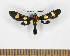  (Phoenicoprocta joda - MBe0532)  @11 [ ] Unspecified (default): All Rights Reserved  Unspecified Unspecified