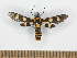  (Phoenicoprocta venadia - MBe0533)  @11 [ ] Unspecified (default): All Rights Reserved  Unspecified Unspecified