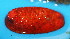  ( - BIOUG14666-C07)  @11 [ ] CreativeCommons - Attribution (2014) Kara Layton Centre for Biodiversity Genomics