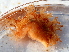  (Dendronotus robustus - BIOUG14670-A01)  @11 [ ] CreativeCommons - Attribution (2014) Kara Layton Centre for Biodiversity Genomics