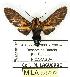  (Ormetica guapisa - MILA 0100)  @14 [ ] Copyright (2010) Unspecified Research Collection of Michel Laguerre