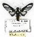 (Rhipha strigosa - MILA 0108)  @14 [ ] Copyright (2010) Unspecified Research Collection of Michel Laguerre