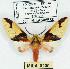  (Symphlebia tetrodonta - MILA 0200)  @15 [ ] Copyright (2010) Unspecified Research Collection of Michel Laguerre