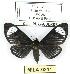  ( - MILA 0211)  @14 [ ] Copyright (2010) Unspecified Research Collection of Michel Laguerre
