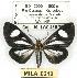 (Calodesma dioptis - MILA 0212)  @14 [ ] Copyright (2010) Unspecified Research Collection of Michel Laguerre