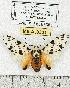  ( - MILA 0331)  @13 [ ] Copyright (2010) Unspecified Research Collection of Michel Laguerre