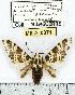  ( - MILA 0371)  @14 [ ] Copyright (2010) Unspecified Research Collection of Michel Laguerre