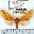  (Symphlebia sp. 1 - MILA 0455)  @14 [ ] Copyright (2010) Unspecified Research Collection of Michel Laguerre