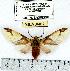  (Symphlebia meridionalis - MILA 0462)  @14 [ ] Copyright (2010) Unspecified Research Collection of Michel Laguerre