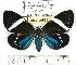  (Eucyane anerythra - MILA 0515)  @14 [ ] Copyright (2010) Unspecified Research Collection of Michel Laguerre