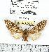  (Lophocampa flavodorsata - MILA 0558)  @14 [ ] Copyright (2010) Unspecified Research Collection of Michel Laguerre