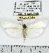  (Agylla fusciceps - MILA 0644)  @13 [ ] Copyright (2010) Unspecified Research Collection of Michel Laguerre