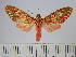  (Araeomolis - BEVI0556.b)  @15 [ ] Copyright (2010) Unspecified Research Collection of Benoit Vincent