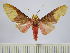  (Evius aurococcinea - BEVI0684)  @14 [ ] Copyright (2010) Unspecified Research Collection of Benoit Vincent
