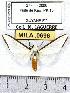  (Robinsonia marginata - MILA 0696)  @15 [ ] Copyright (2010) Unspecified Research Collection of Michel Laguerre