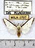  (Robinsonia flavicorpus - MILA 0707)  @11 [ ] Copyright (2010) Unspecified Research Collection of Michel Laguerre