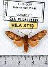  (Phaeomolis polystria - MILA 0718)  @14 [ ] Copyright (2010) Unspecified Research Collection of Michel Laguerre