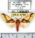  (Symphlebia haenkei - MILA 0739)  @15 [ ] Copyright (2010) Unspecified Research Collection of Michel Laguerre