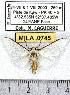  (Robinsonia simulans - MILA 0745)  @14 [ ] Copyright (2010) Unspecified Research Collection of Michel Laguerre