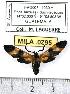  ( - MILA 0795)  @12 [ ] Copyright (2010) Unspecified Research Collection of Michel Laguerre