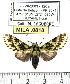  ( - MILA 0818)  @14 [ ] Copyright (2010) Unspecified Research Collection of Michel Laguerre